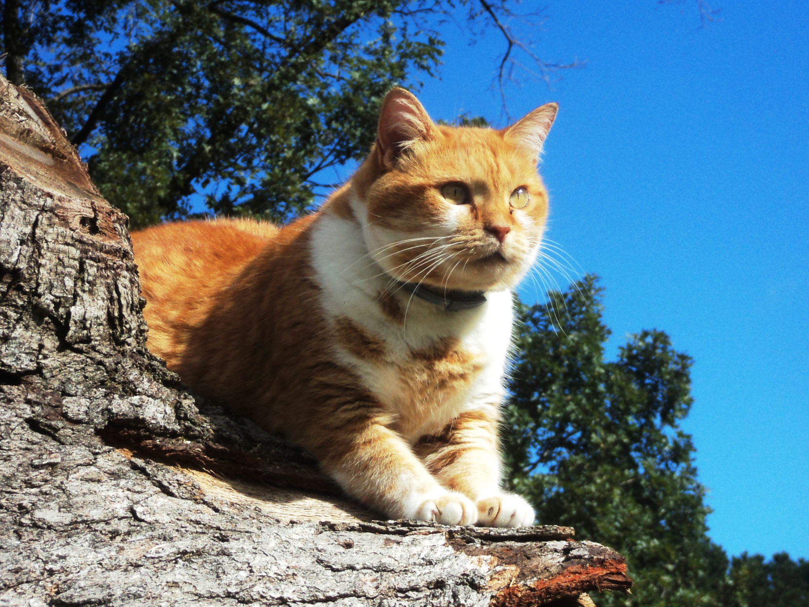 Overlooking his territory